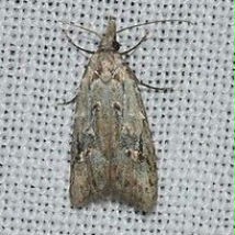 桃小食心蟲(chóng)